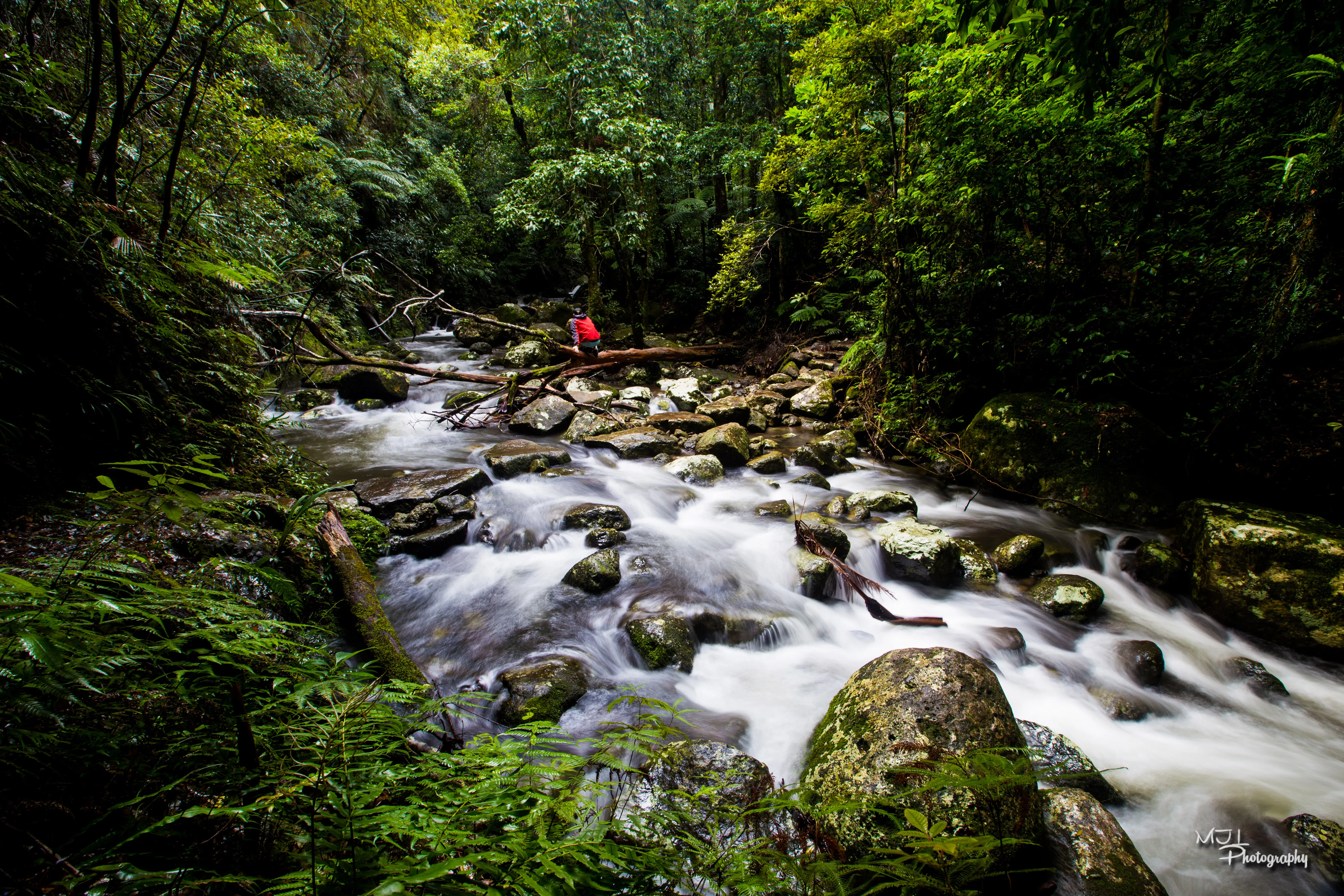 Hike Lamington National Park's Coomera River Track