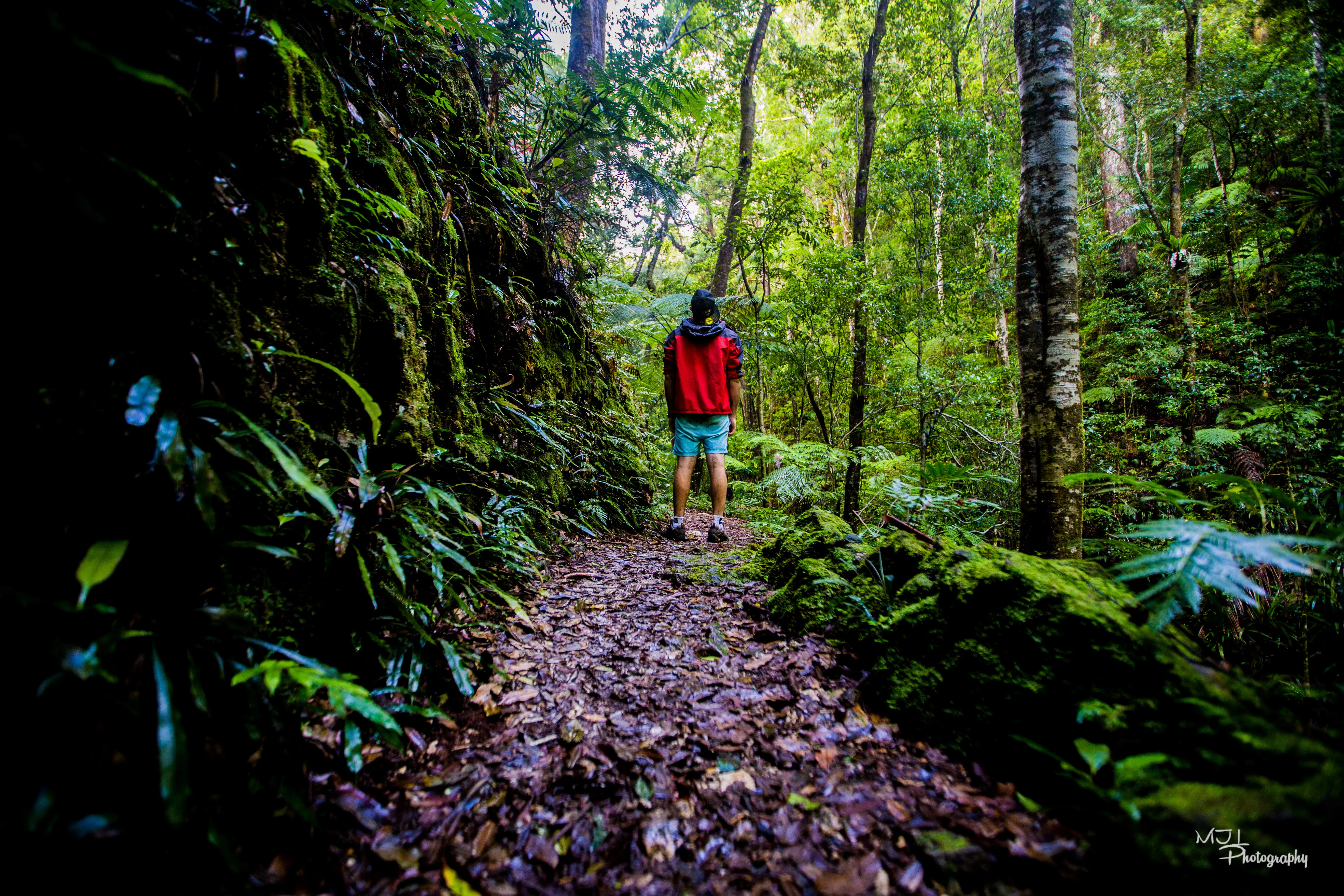 Hike Lamington National Park's Coomera River Track