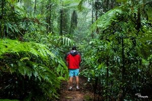 Hike Lamington National Park's Coomera River Track