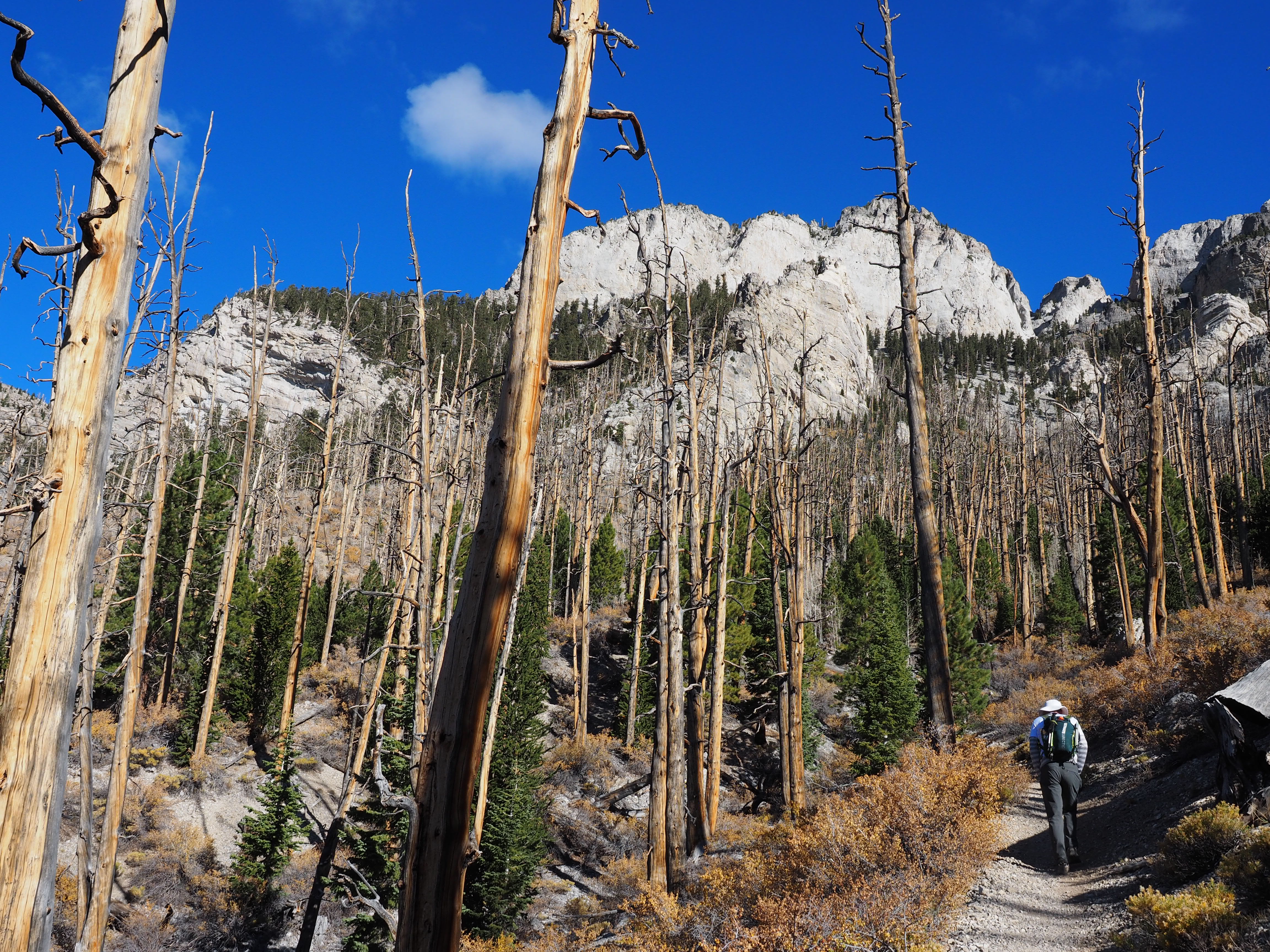 Mt. Charleston via Trail Canyon