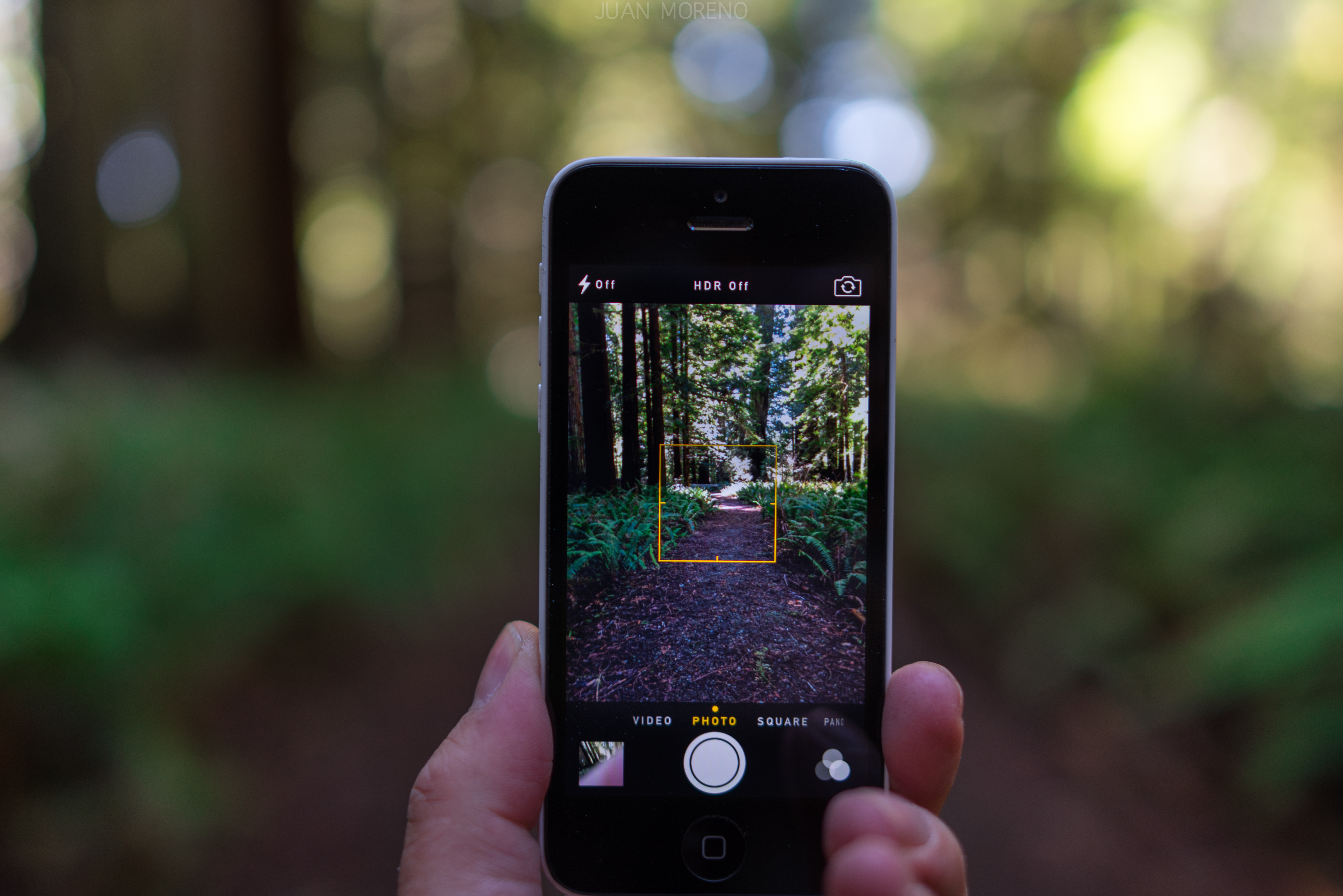 Explore the Prairie Creek Redwoods
