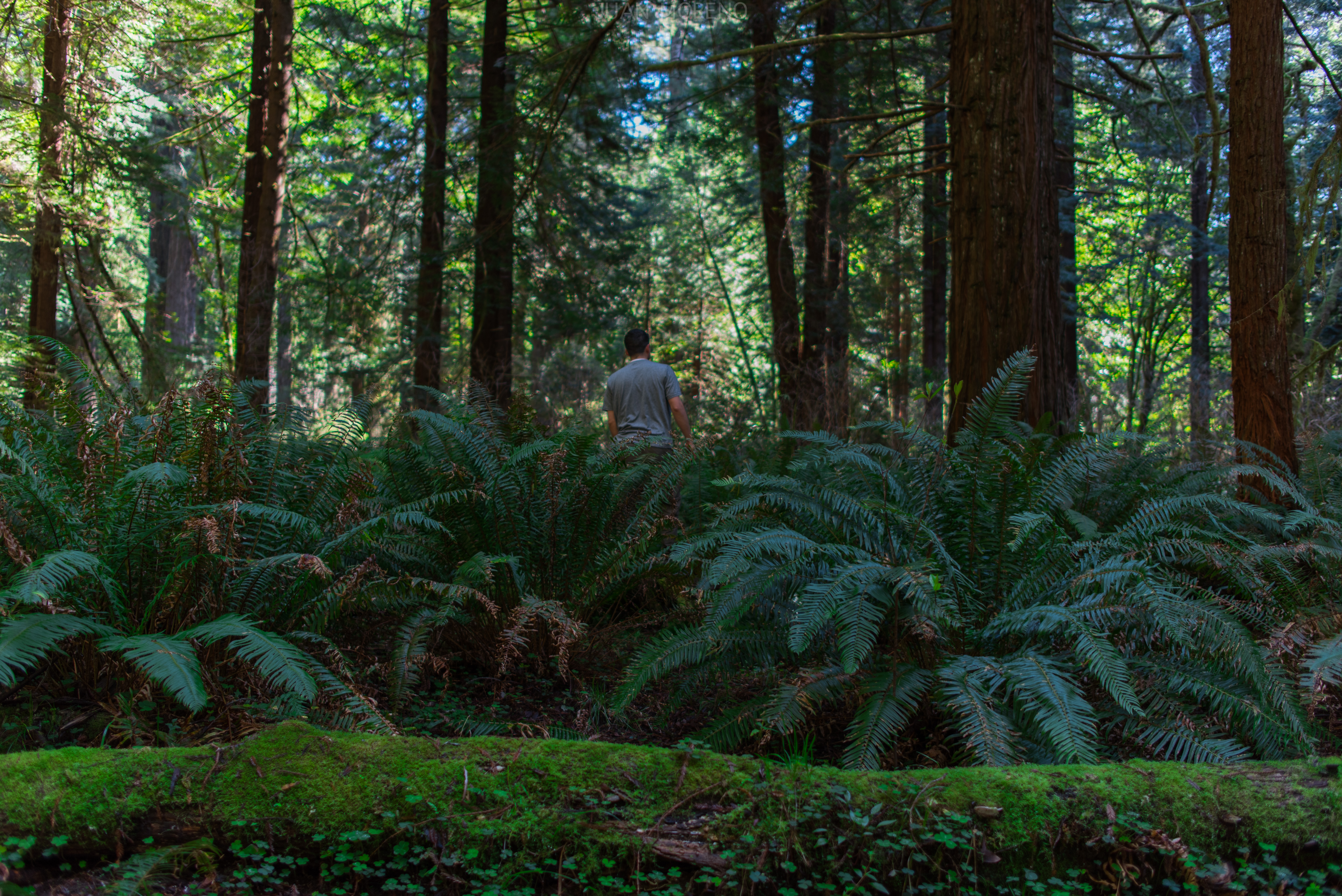 Explore the Prairie Creek Redwoods