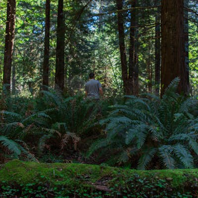 Explore the Prairie Creek Redwoods