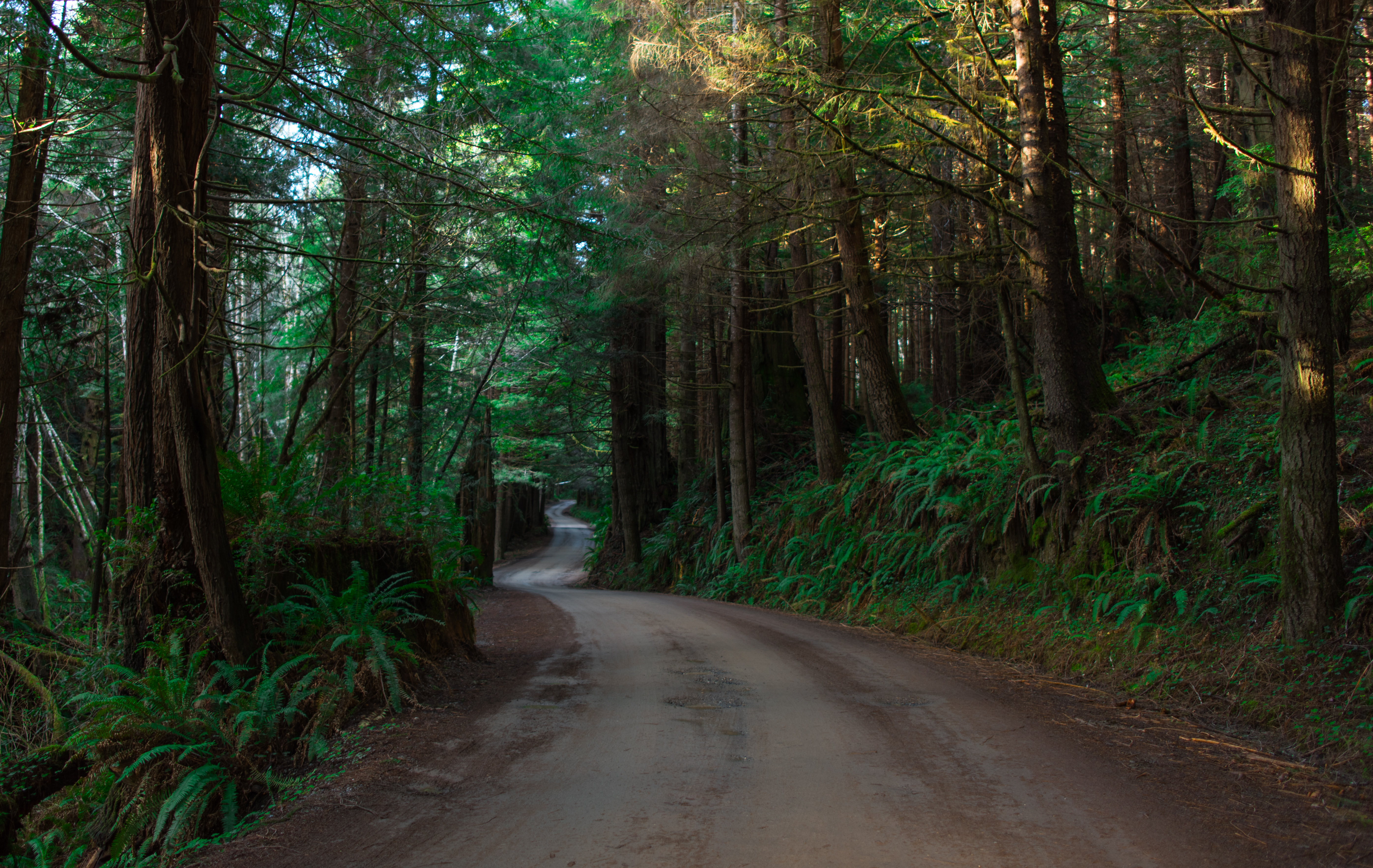 Explore the Prairie Creek Redwoods