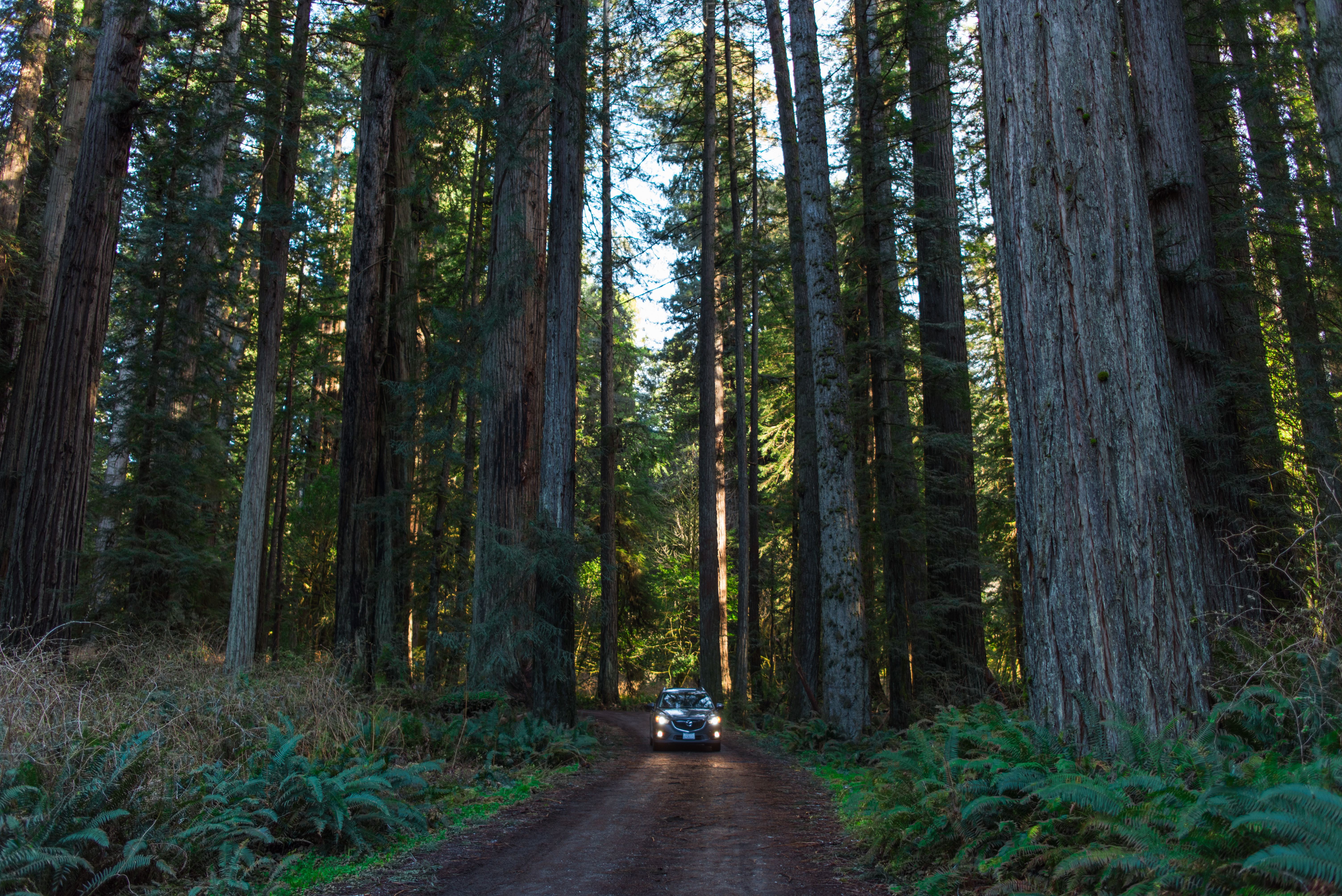 Explore the Prairie Creek Redwoods
