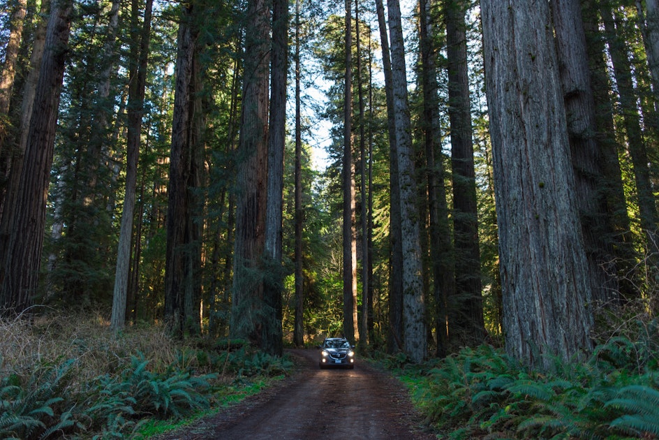 Explore the Prairie Creek Redwoods, Prairie Creek Redwoods Visitor Center