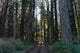 Explore the Prairie Creek Redwoods