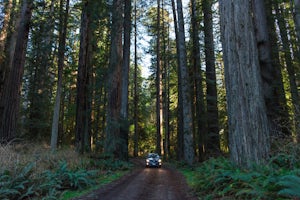 Explore the Prairie Creek Redwoods