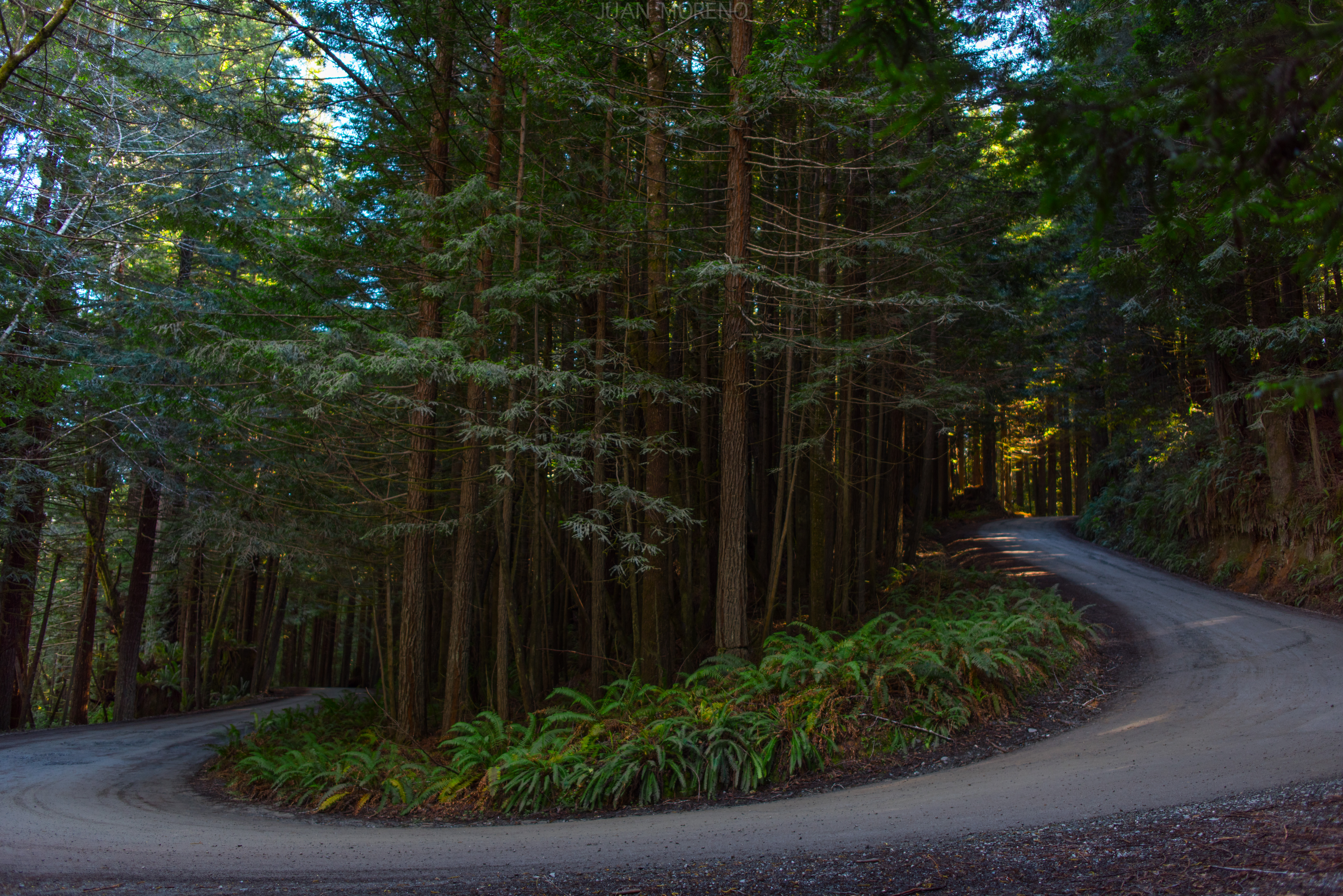 Explore the Prairie Creek Redwoods