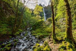 Explore Starvation Creek Falls 