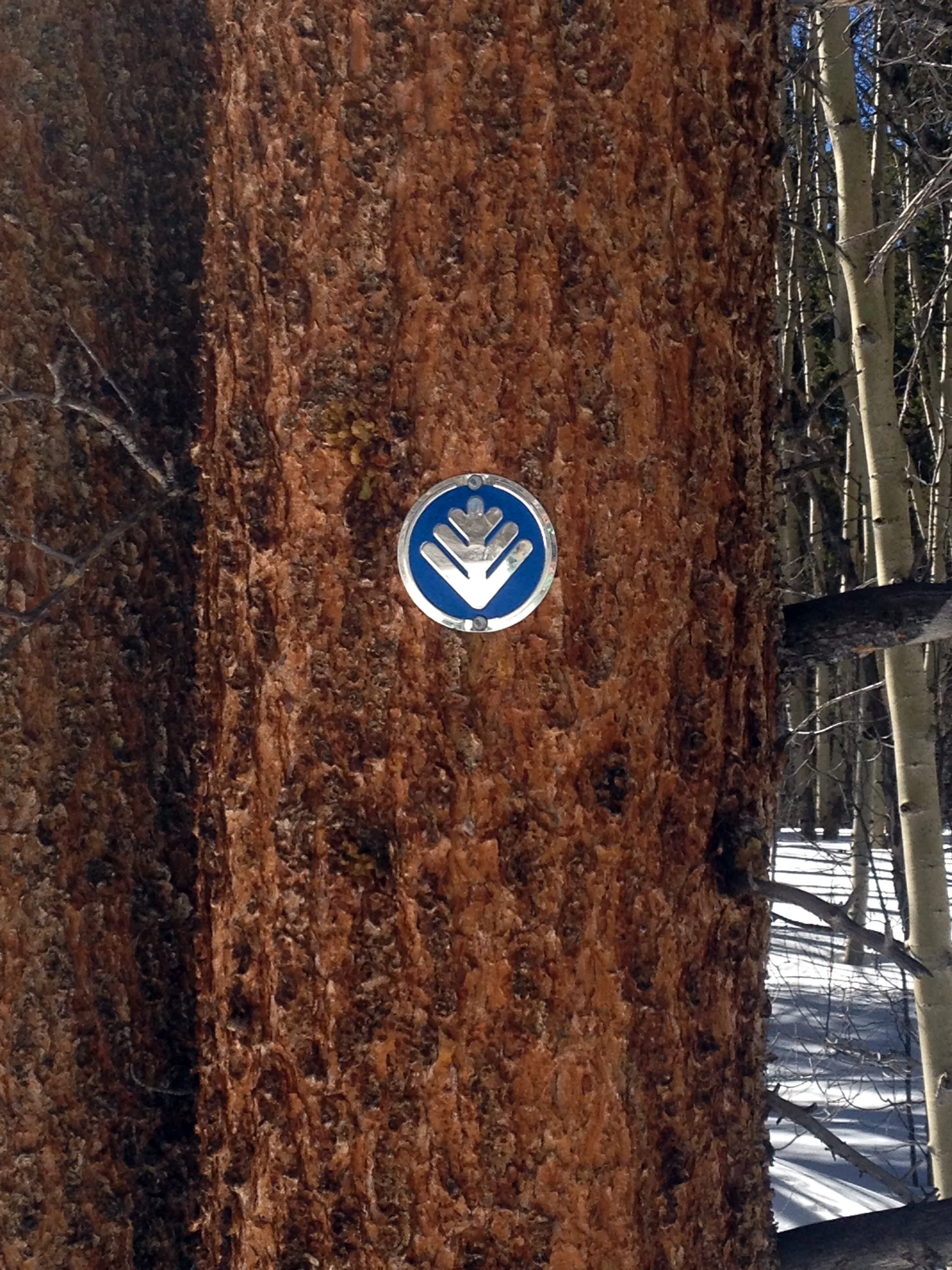 Overnight at the Emma and Marceline Yurts, Leadville