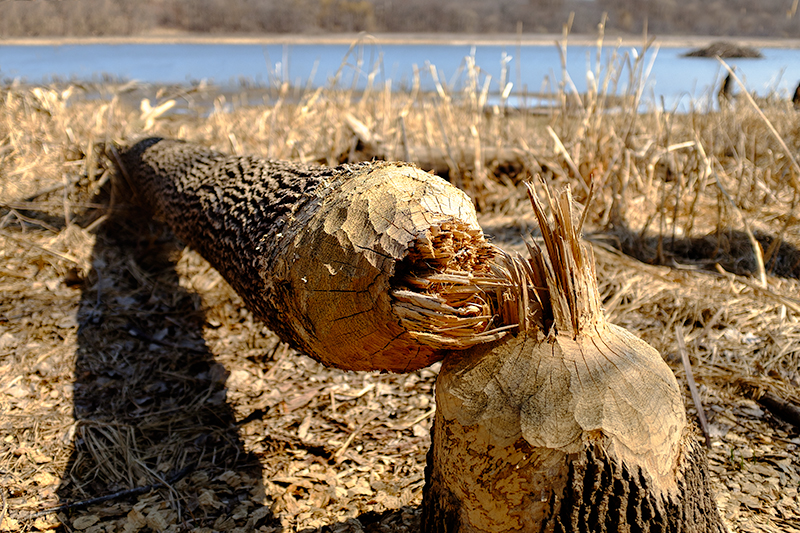 Explore the Minnesota River Bottoms