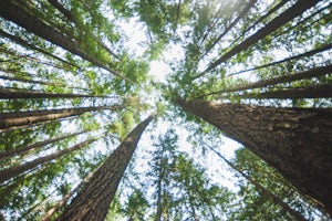 Hike the Lynn Canyon Loop