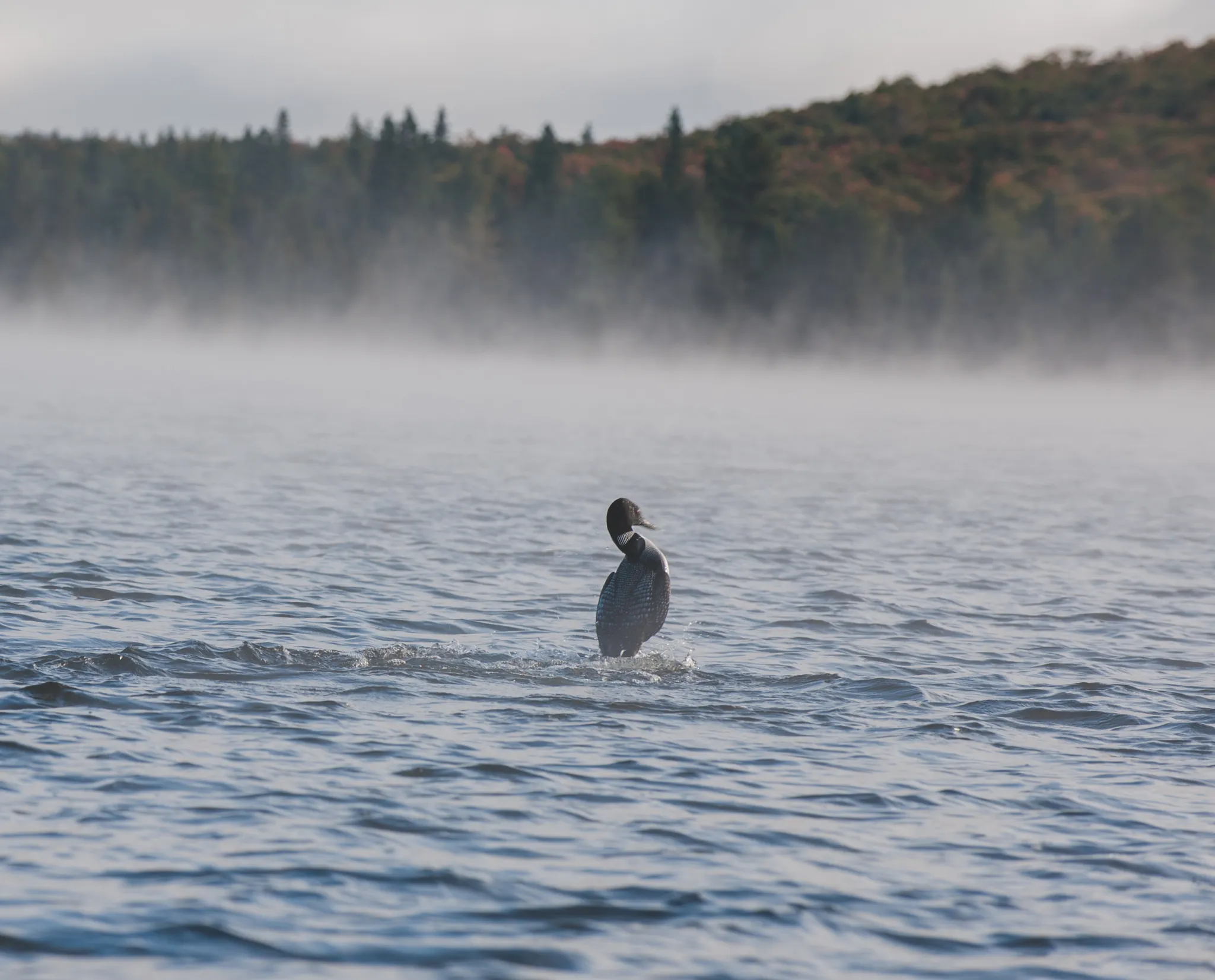 Kayak Opeongo Lake to Big Trout Lake 