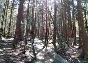 Hiking through Burns Bog Delta Nature Reserve