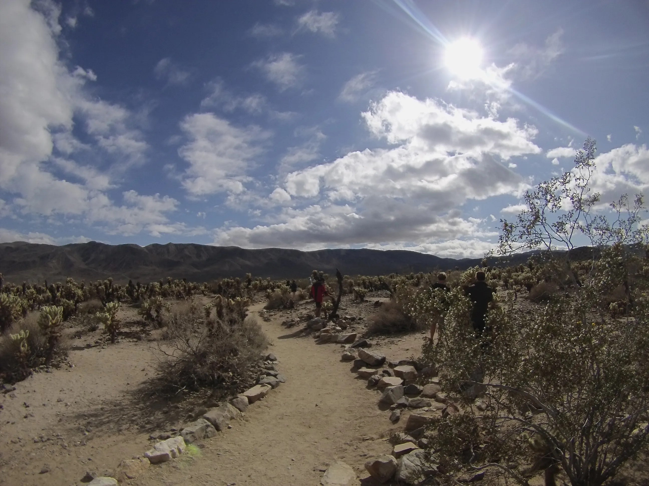 Joshua Tree National Park