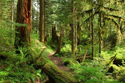 Hike the Boulder River Trail, Boulder River Trailhead, French Creek Rd.