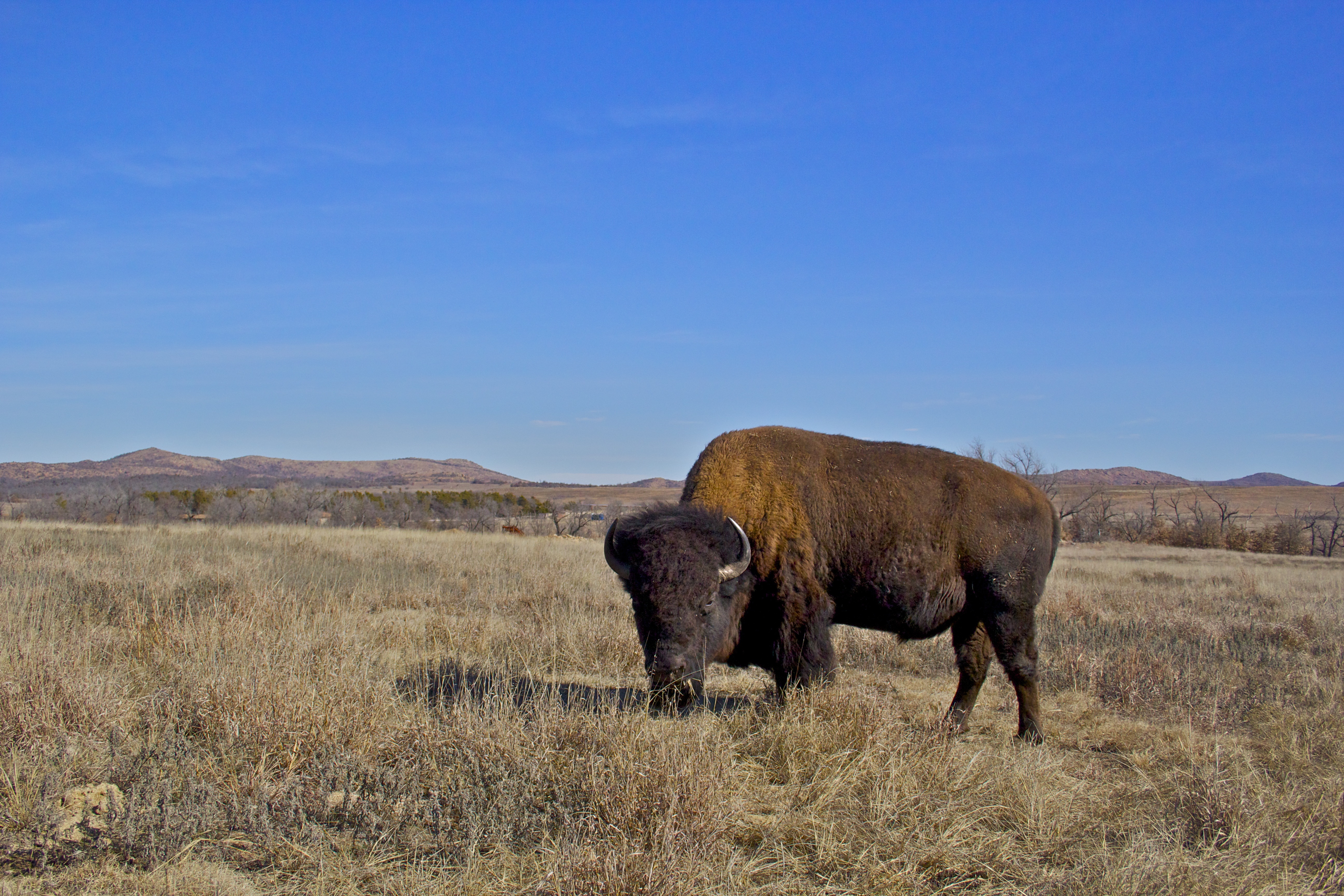 Bison Trail