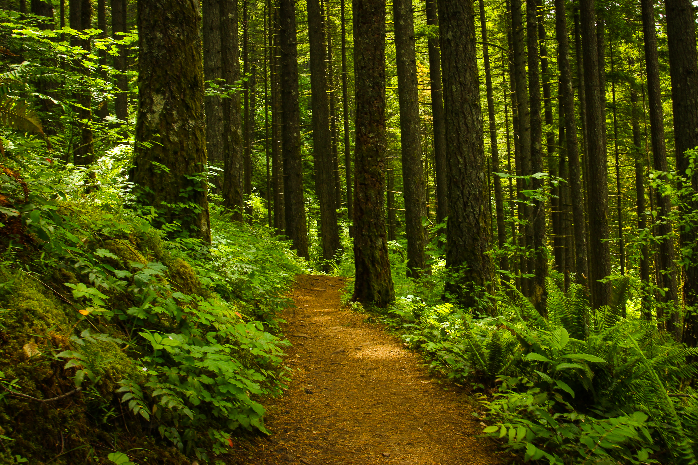 Dry Creek Falls via PCT