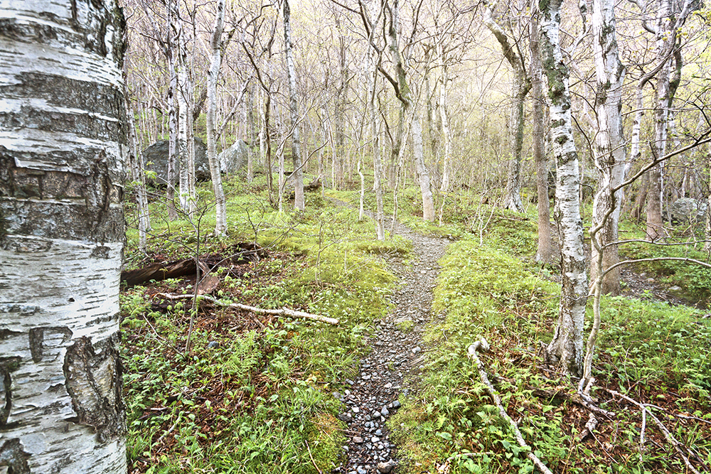Sterling Pond Trail