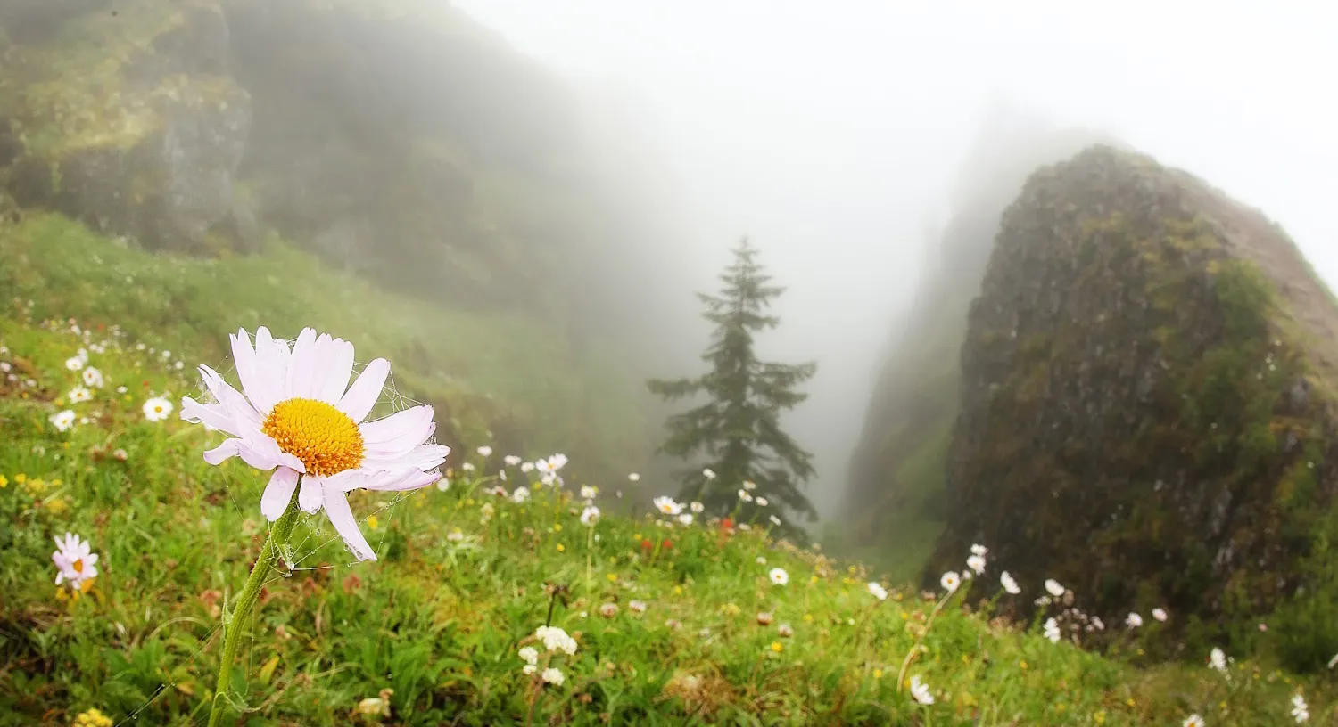 Saddle Mountain Trail