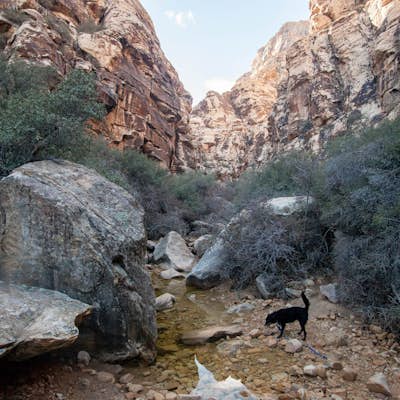 Hike Red Rock's Ice Box Canyon