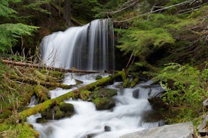 Shadow and Fern Falls
