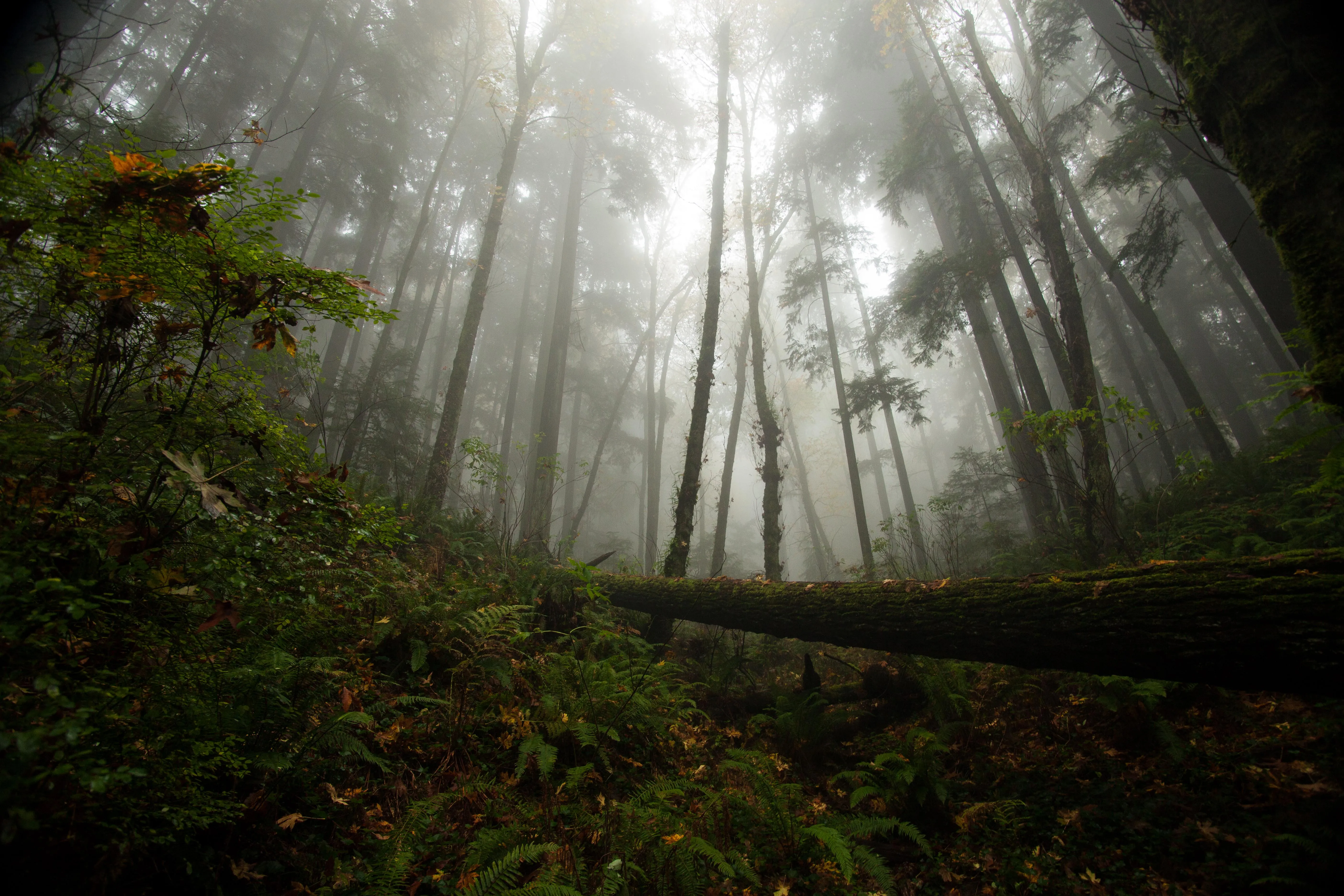 Wildwood Trail in Washington Park