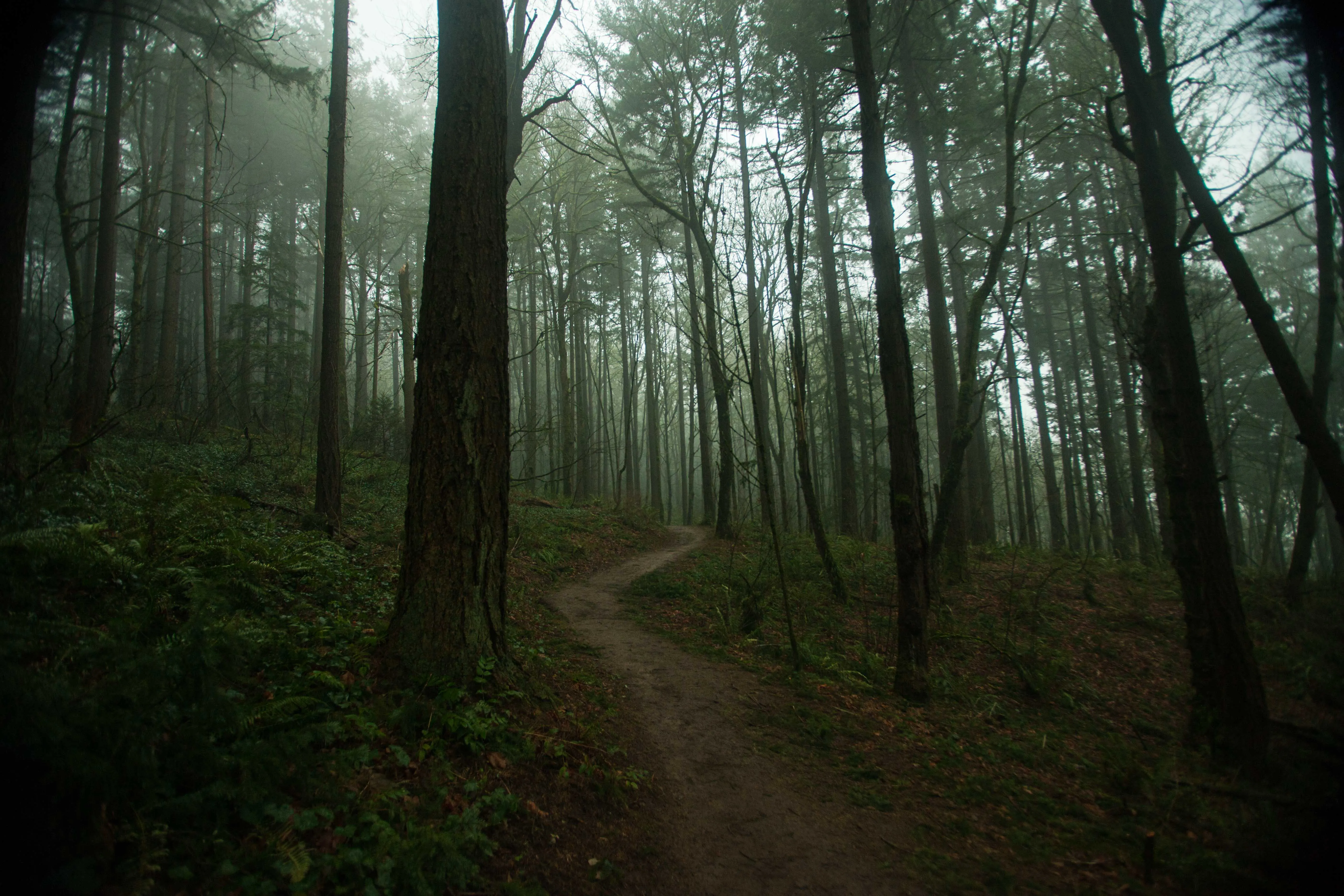 Wildwood Trail in Washington Park