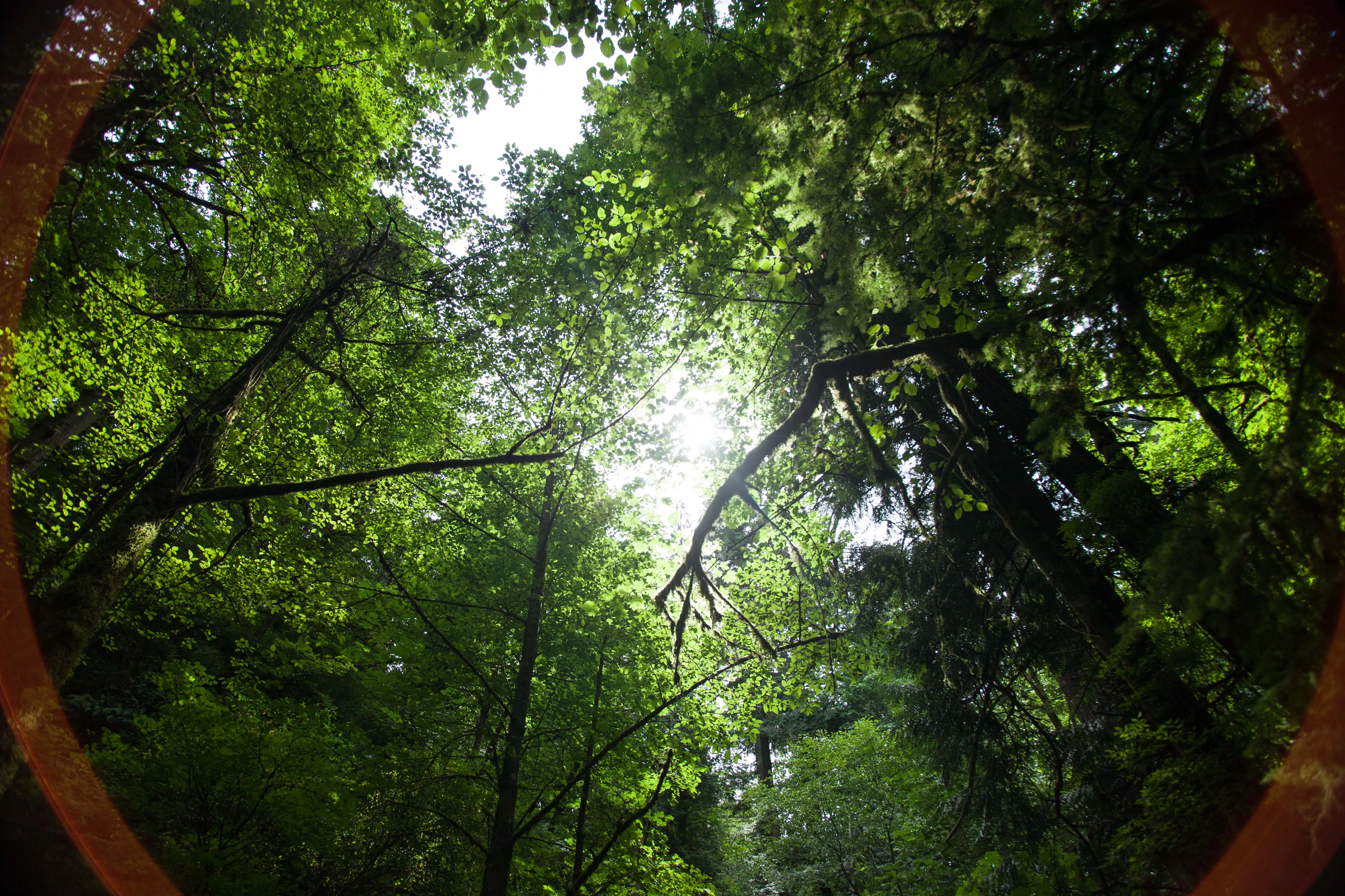Wildwood Trail in Washington Park