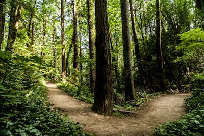 Wildwood Trail in Washington Park
