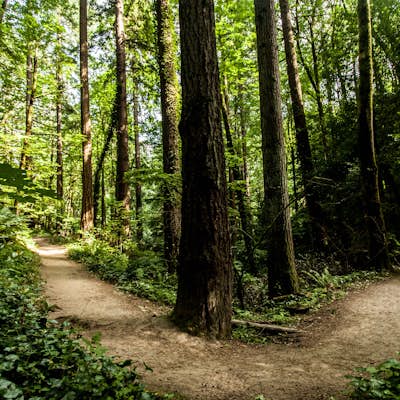 Hike the Wildwood Trail