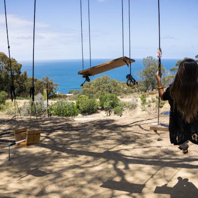 Swing on the La Jolla Tree Swings