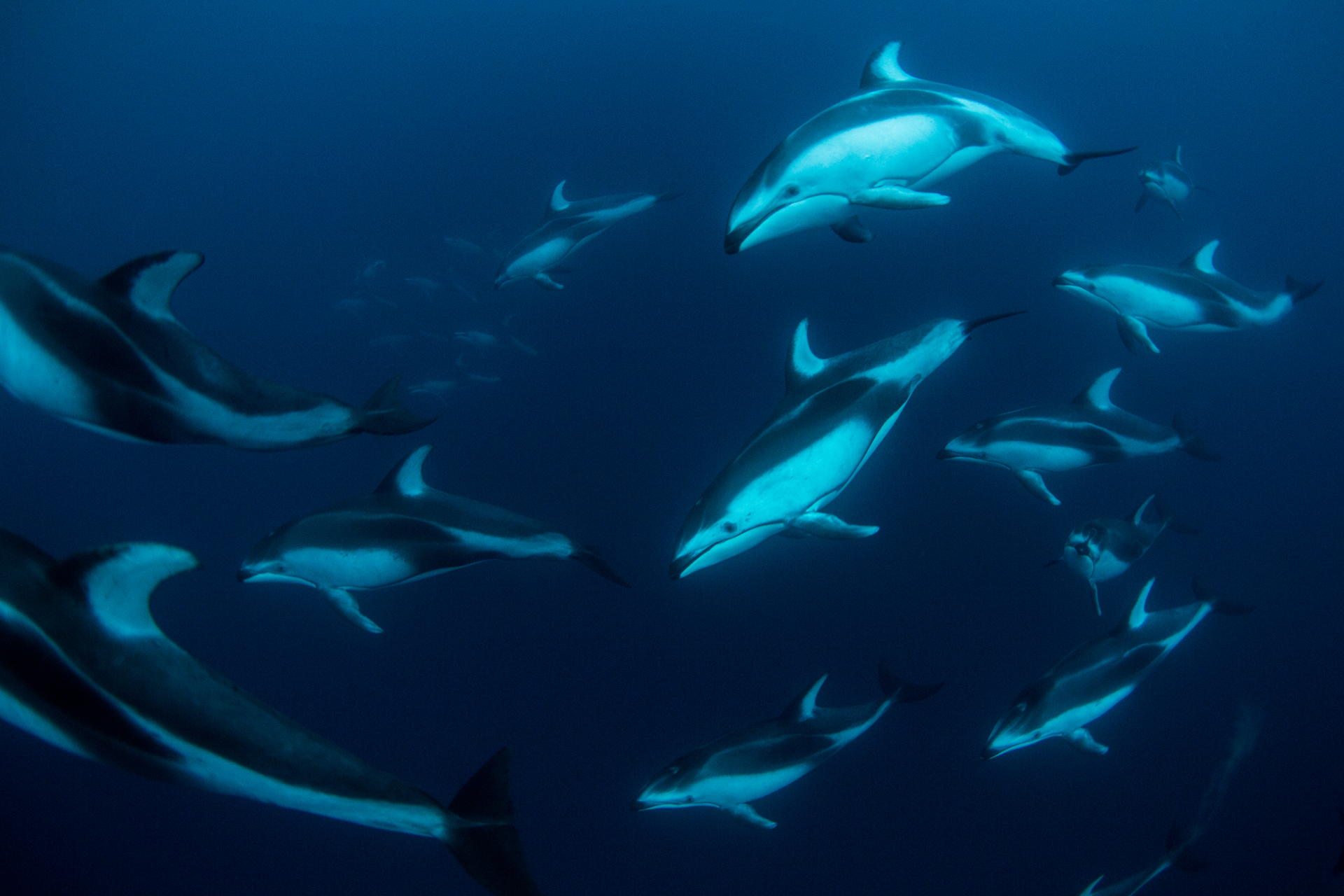 Tuna Fish Off of Tofino