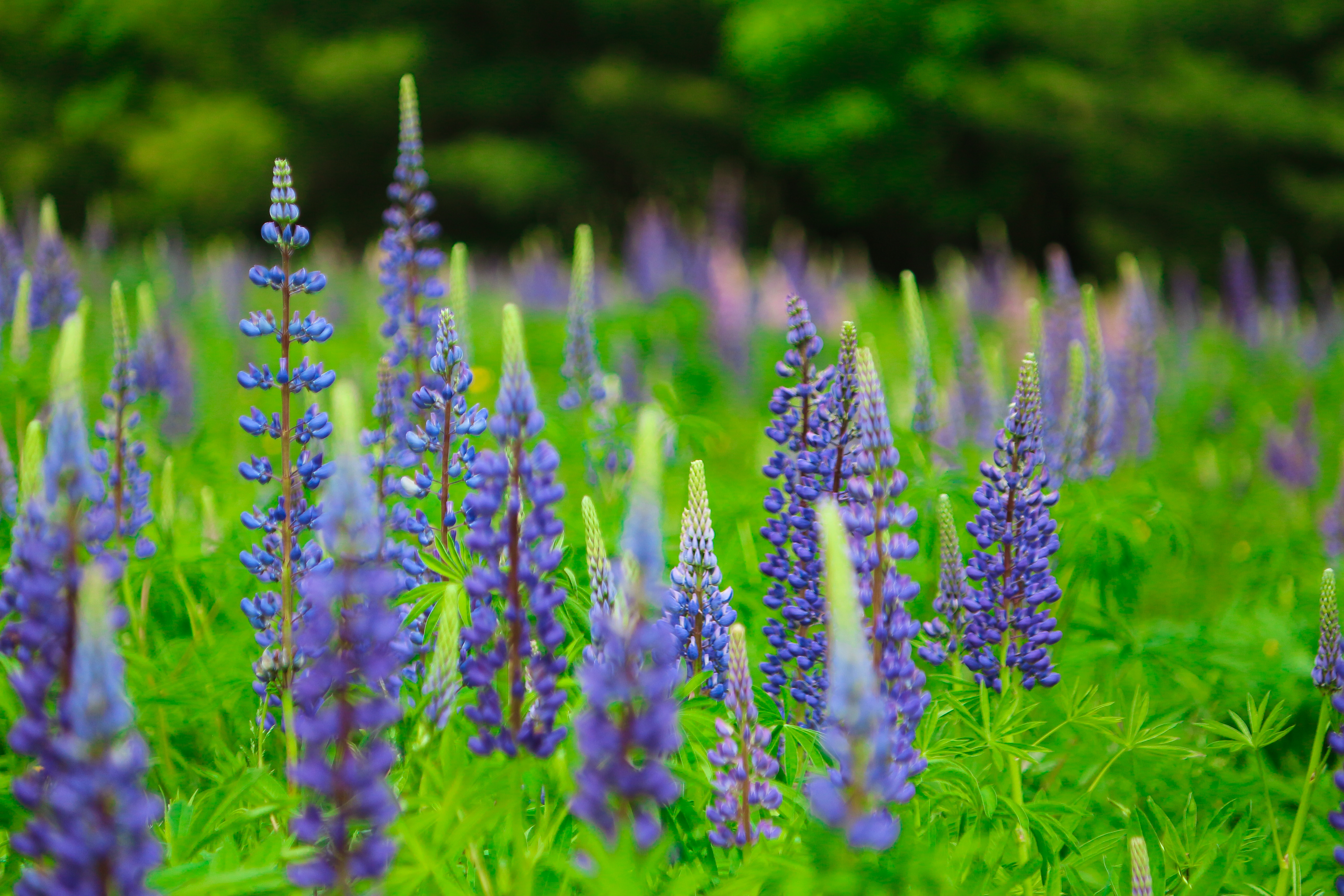 Photograph Lupines in Sugar Hill