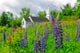 Photograph Lupines in Sugar Hill