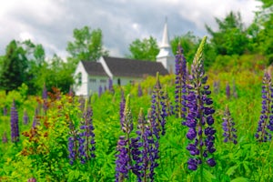 Photograph Lupines in Sugar Hill