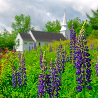 Photograph Lupines in Sugar Hill