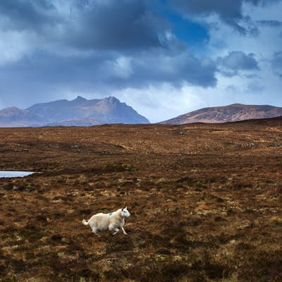 Photographing Scottish "Wildlife"