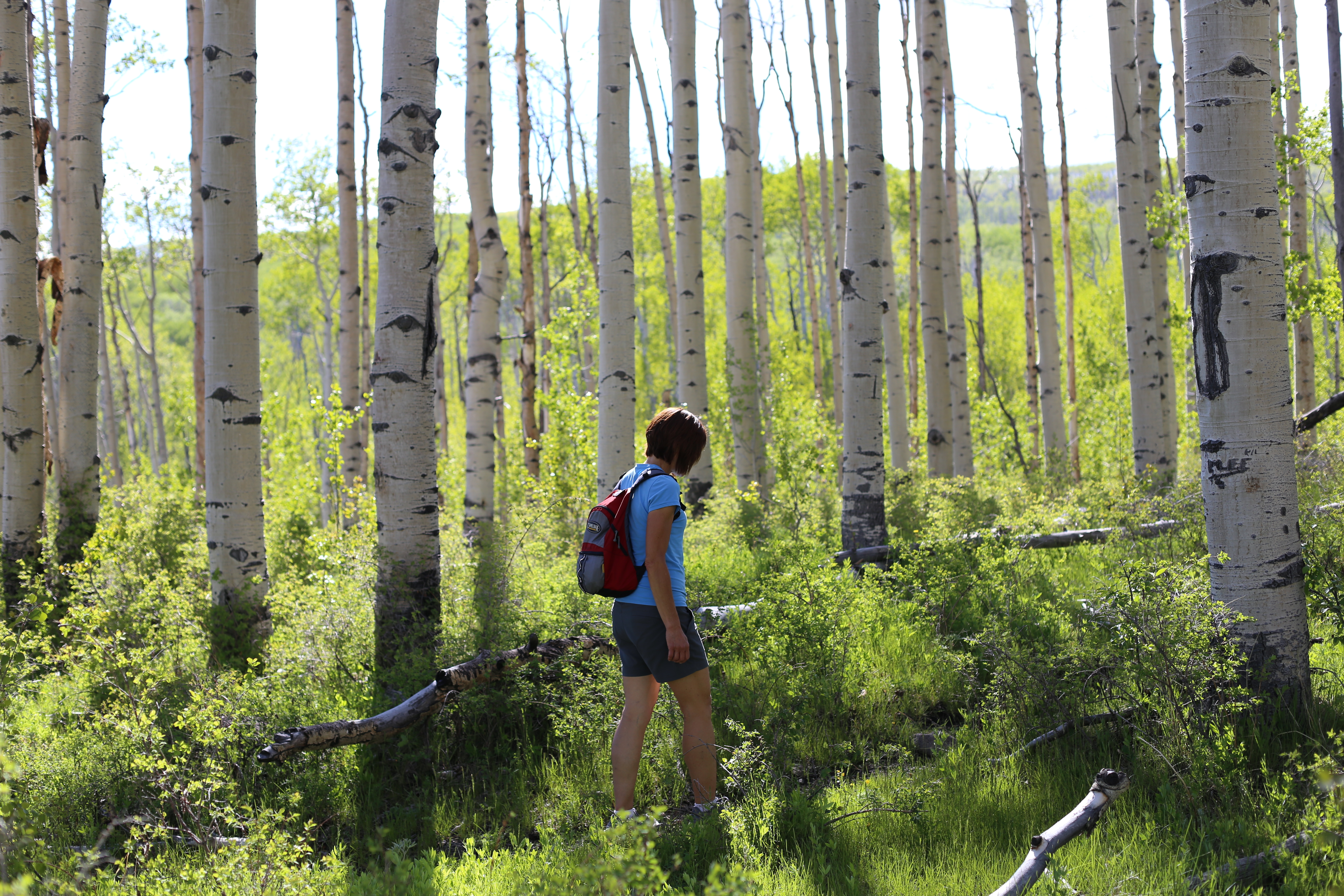 Hike Through an Aspen Forest