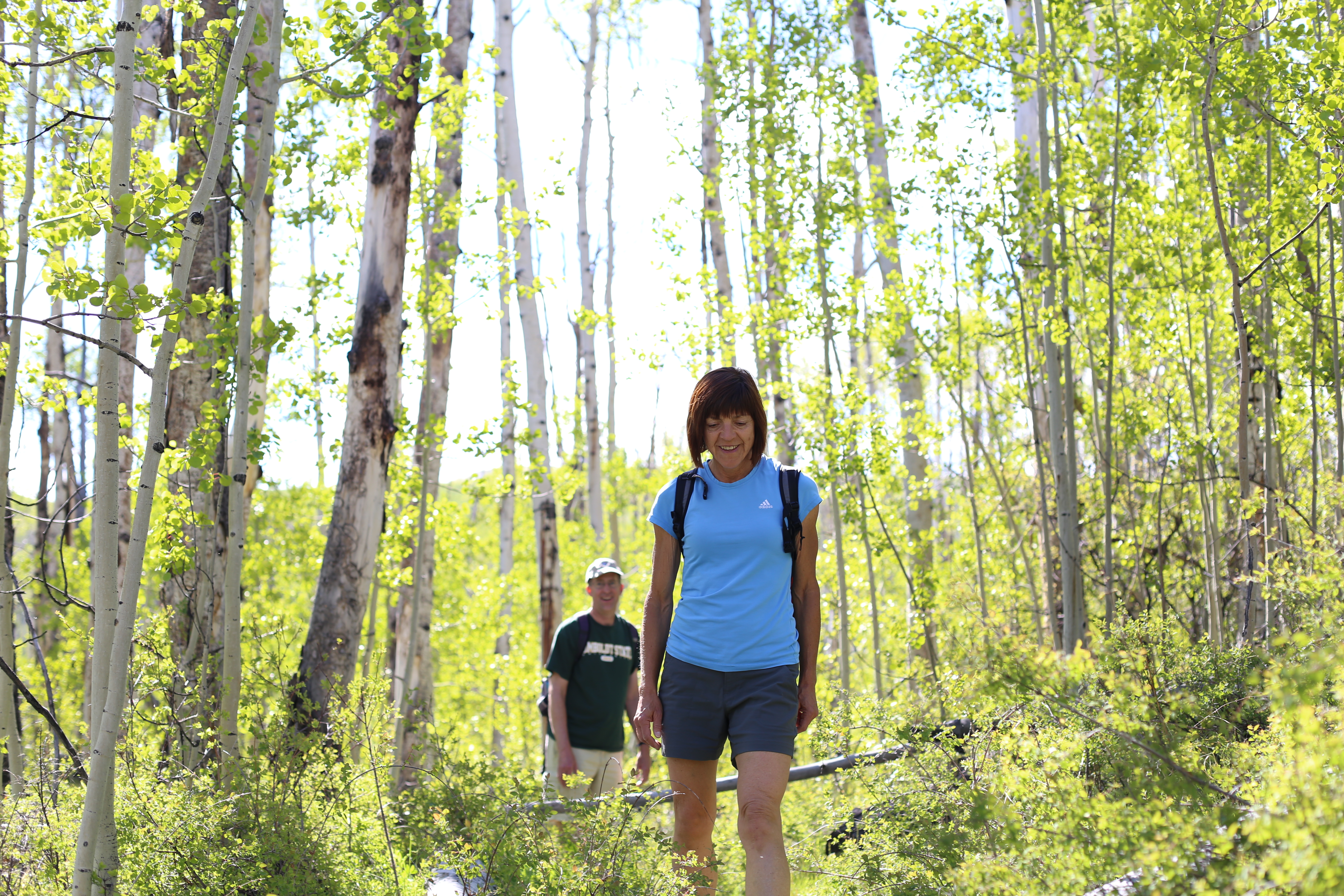 Hike Through an Aspen Forest