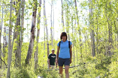 Hike Through an Aspen Forest