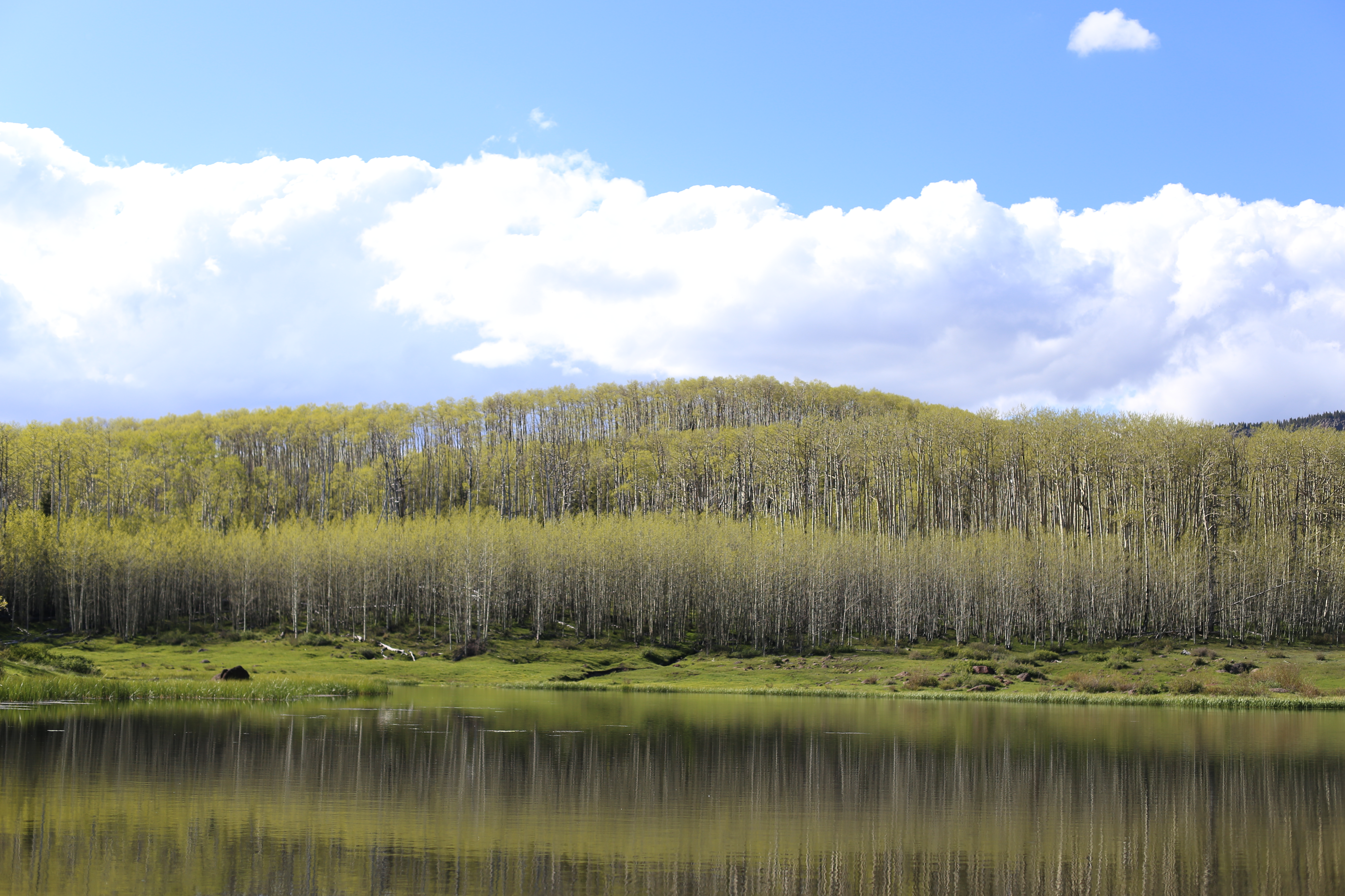 Hike Through an Aspen Forest