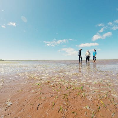 Dig for a Clam Dinner in PEI
