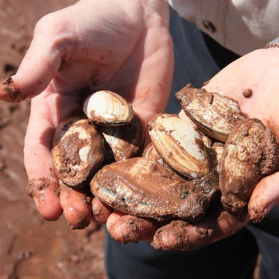 Dig for a Clam Dinner in PEI