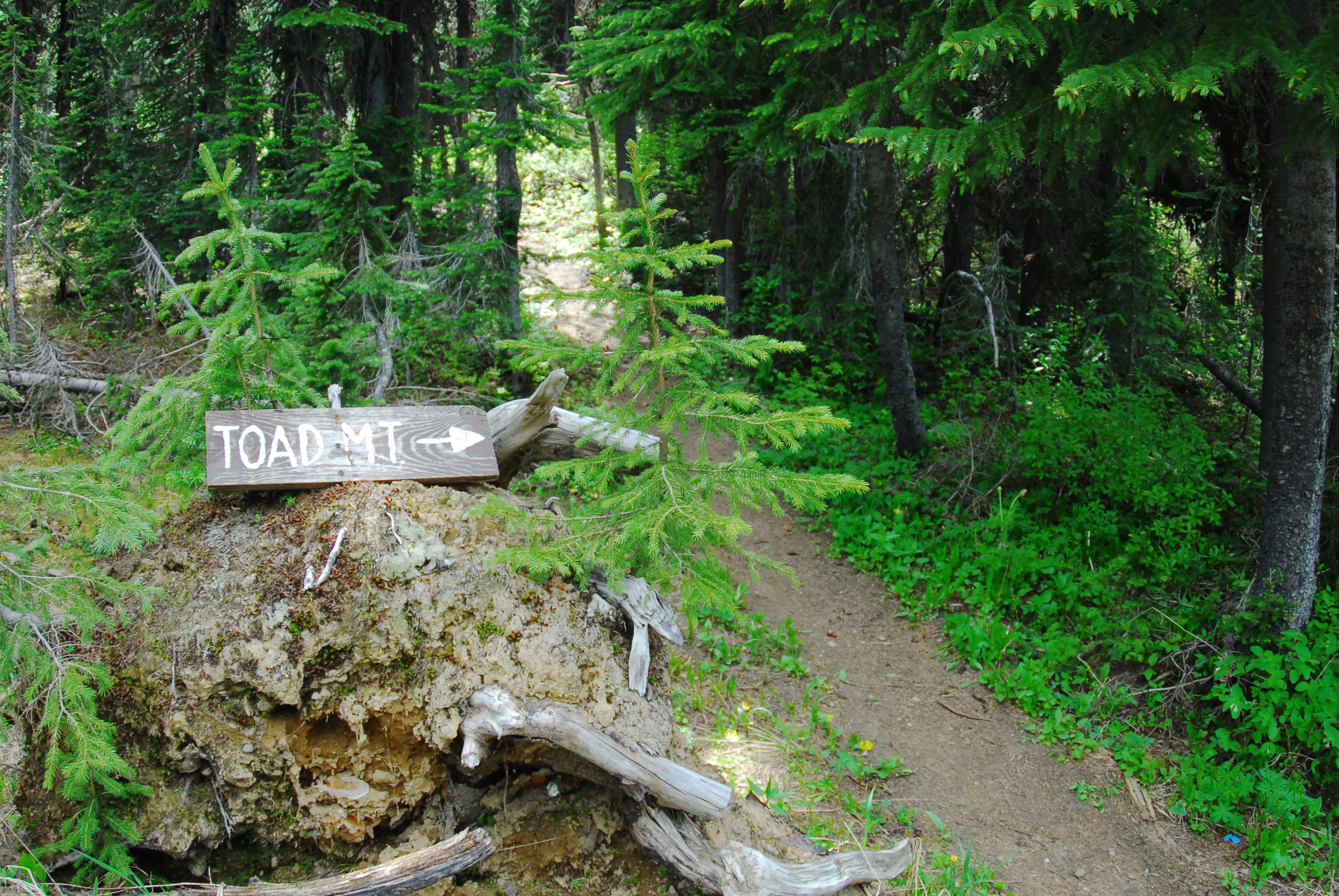 Summit Toad Mountain
