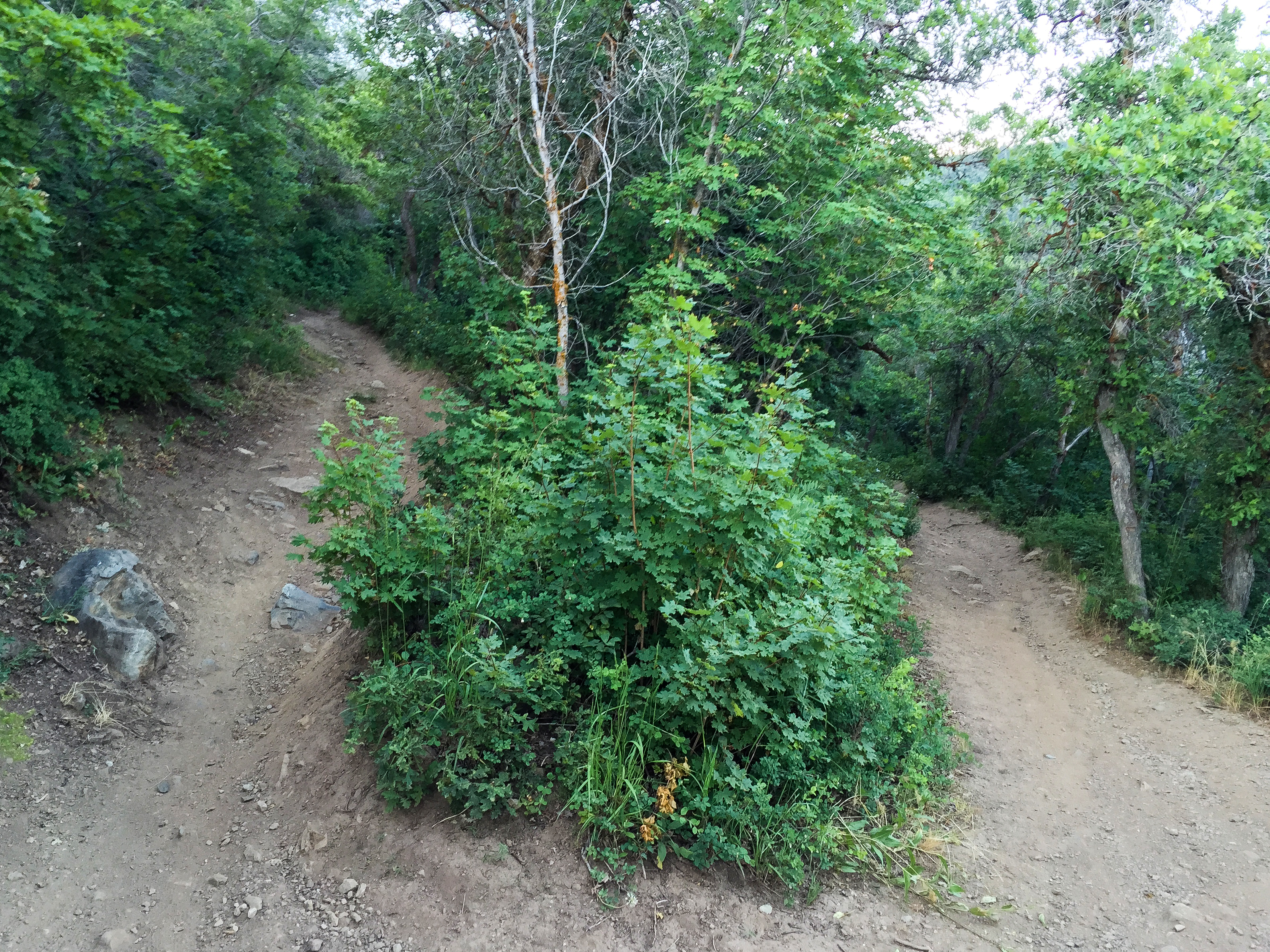 Mountain Bike to Elephant Rock