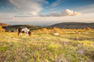 Mount Rogers via Appalachian Trail