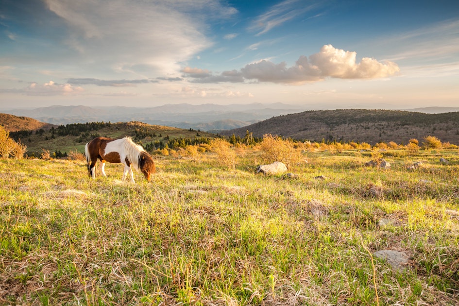 Hike Mount Rogers, Virginia