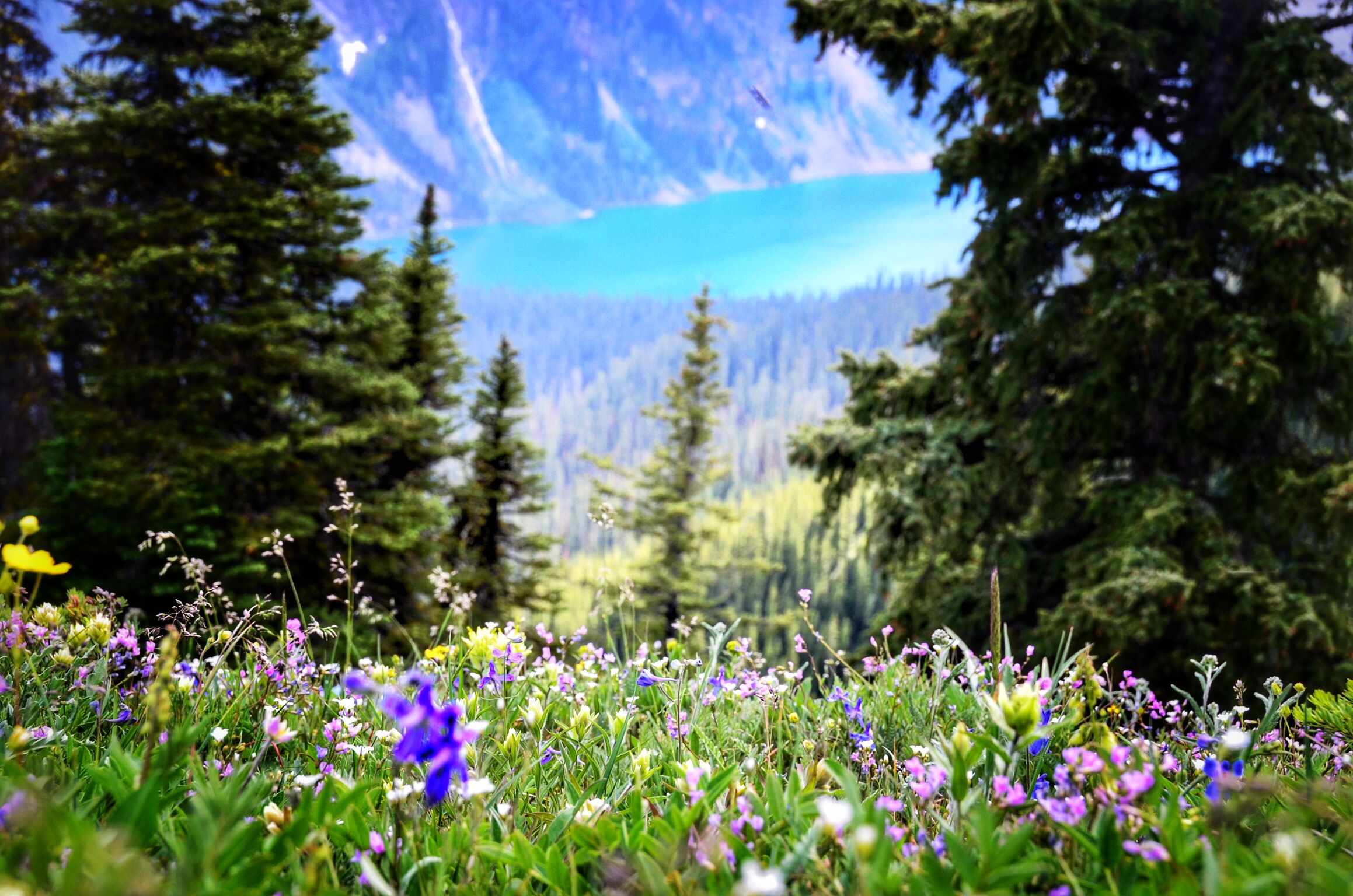 Mount Assiniboine: Sunshine Village to Mount Shark